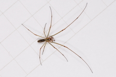 Tetragnatha hawaiensis
