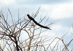 Euplectes progne progne