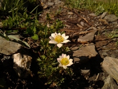 Anemonoides baldensis