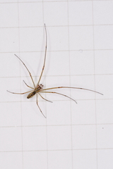 Tetragnatha hawaiensis