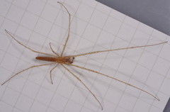 Tetragnatha lena