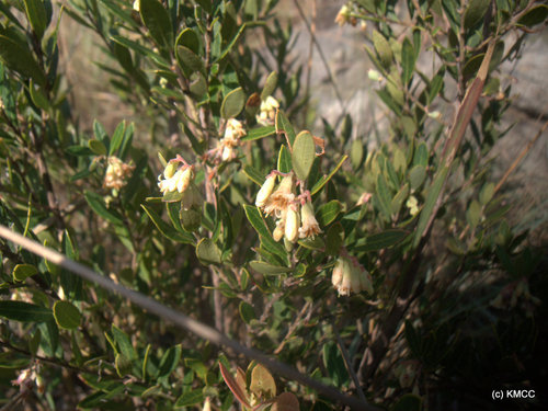 Vaccinium madagascariense