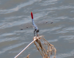 Planiplax erythropyga