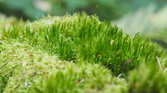 Campylopus flexuosus