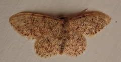 Idaea alyssumata