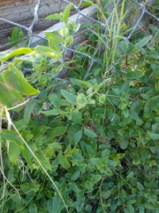 Rhynchosida physocalyx