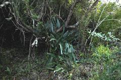 Strelitzia reginae reginae