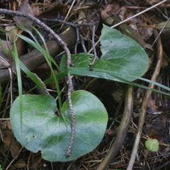 Asarum europaeum