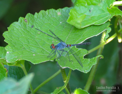 Oligoclada rubribasalis