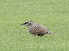 Sturnus vulgaris