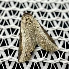 Lophoptera vittigera