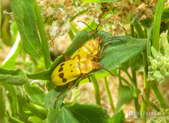 Chauliognathus octomaculatus