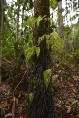 Abrodictyum caudatum