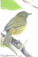 Mionectes oleagineus