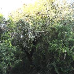 Schotia afra afra