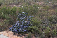 Lobostemon echioides