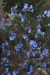 Lobostemon echioides