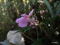 Impatiens rutenbergii