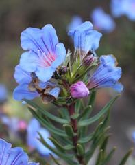 Lobostemon echioides