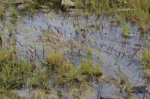 Cape Wild Barley (Hordeum capense)