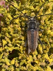Crossidius punctatus