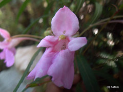 Impatiens rutenbergii