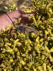 Crossidius punctatus