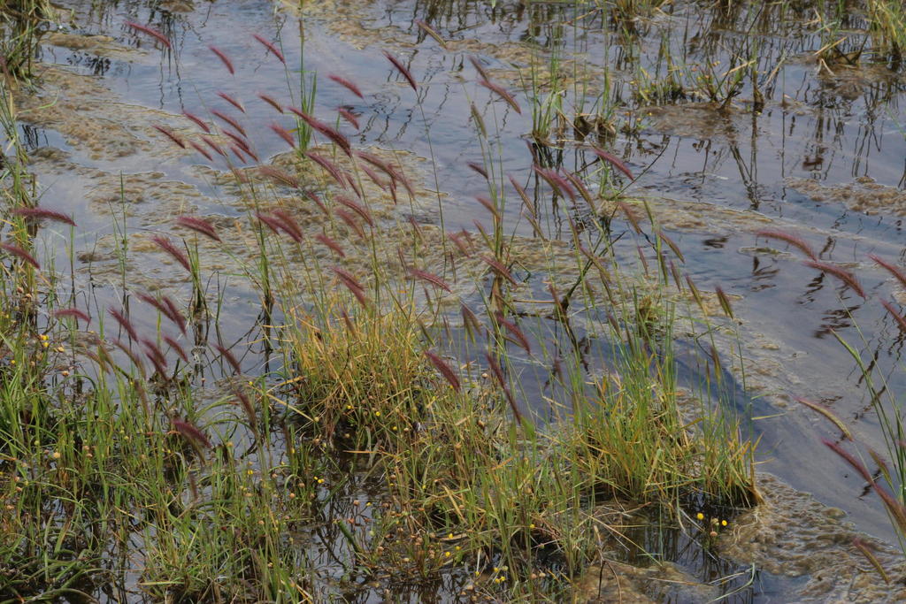 Cape Wild Barley