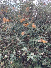 Buddleja weyeriana