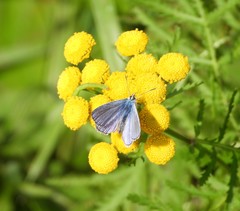 Polyommatus icarus