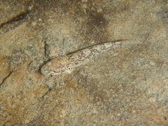 Padogobius