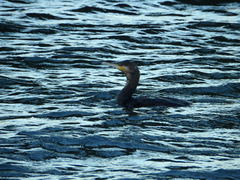 Phalacrocorax carbo
