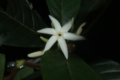 Duroia hirsuta