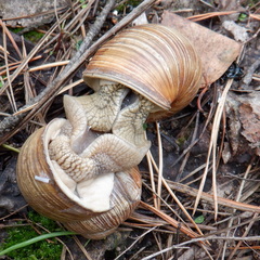 Helix pomatia