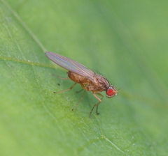 Scaptomyza pallida