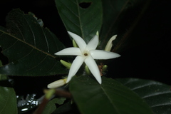 Duroia hirsuta