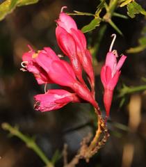 Schotia afra afra