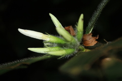 Duroia hirsuta