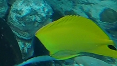 Forcipiger