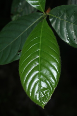 Duroia hirsuta