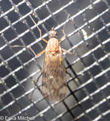 Sylvicola fenestralis