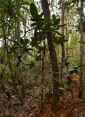 Garcinia amplexicaulis