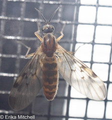 Sylvicola fenestralis