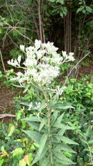 Eupatorium altissimum