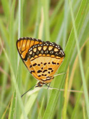 Byblia anvatara acheloia