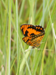 Byblia anvatara acheloia