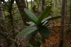 Garcinia amplexicaulis