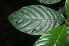 Duroia hirsuta