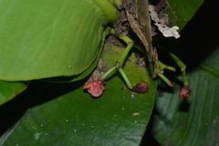 Garcinia amplexicaulis