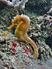 Hippocampus comes